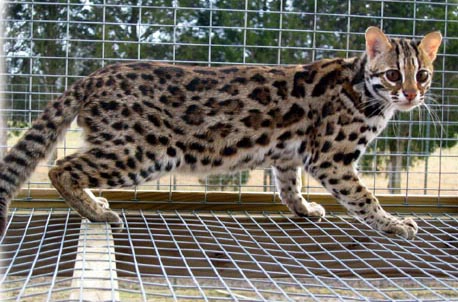 Asian Leopard Cat